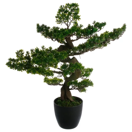 Bonsai-80 cm-es