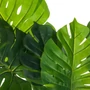 Kép 2/2 - Filodendron - 110 cm